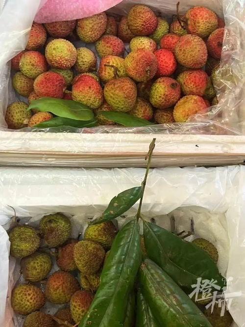 荔枝娱乐吃瓜爆料,娱乐圈最新吃瓜爆料大汇总